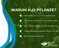 Preview: Gründe H2O-Pflanze